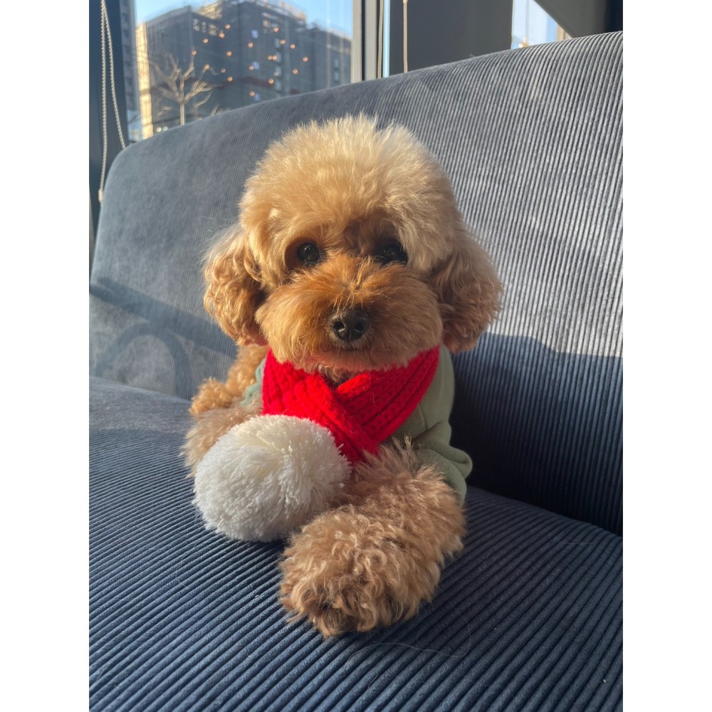 【汪喵森活】 寵物圍巾 針織圍巾 毛球 聖誕圍巾 狗圍巾 狗圍脖 貓圍巾 寵物飾品 寵物配件 貓圍巾 聖誕節 過年新春-細節圖9