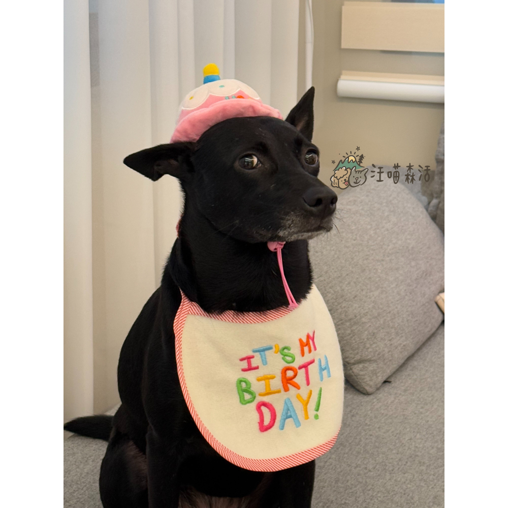 【汪喵森活】 生日 口水巾 生日帽 派對帽 寵物圍兜 生日快樂 生日派對 生日配件 生日圍兜 派對 貓咪領巾 寵物口水巾-細節圖7