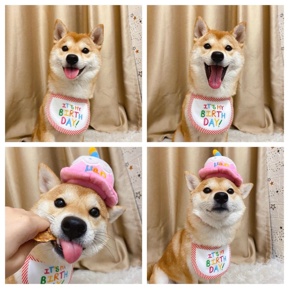 【汪喵森活】 生日 口水巾 生日帽 派對帽 寵物圍兜 生日快樂 生日派對 生日配件 生日圍兜 派對 貓咪領巾 寵物口水巾-細節圖8