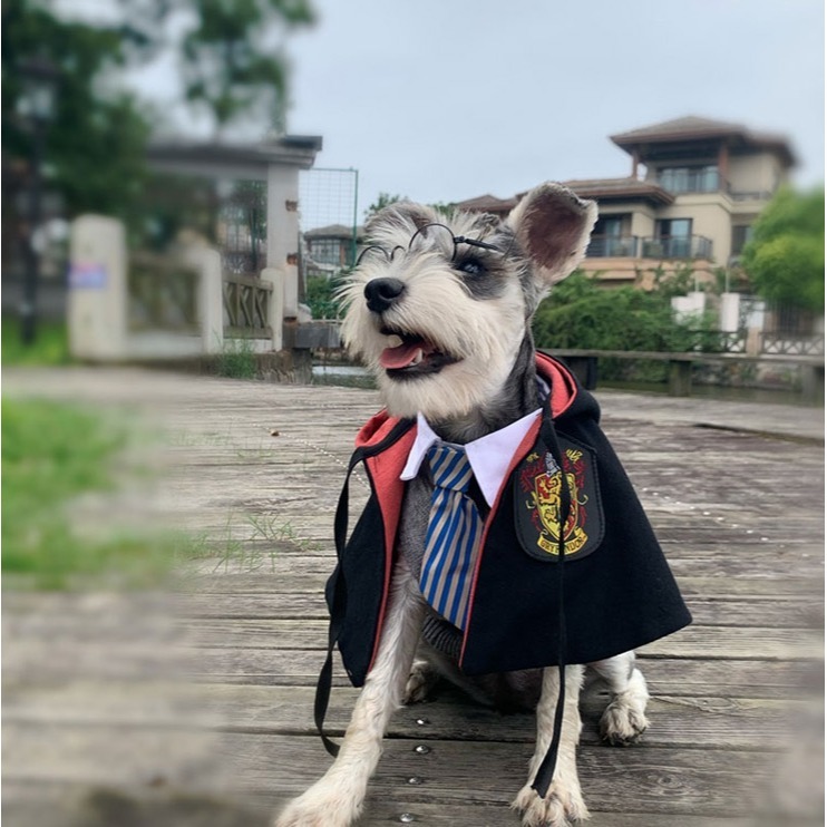 【汪喵森活】 哈利波特 斗篷 披肩 魔法寵物斗篷 網紅必備 寵物披肩 狗披肩 寵物披肩 寵物披風 寵物變裝 萬聖節 派對-細節圖8