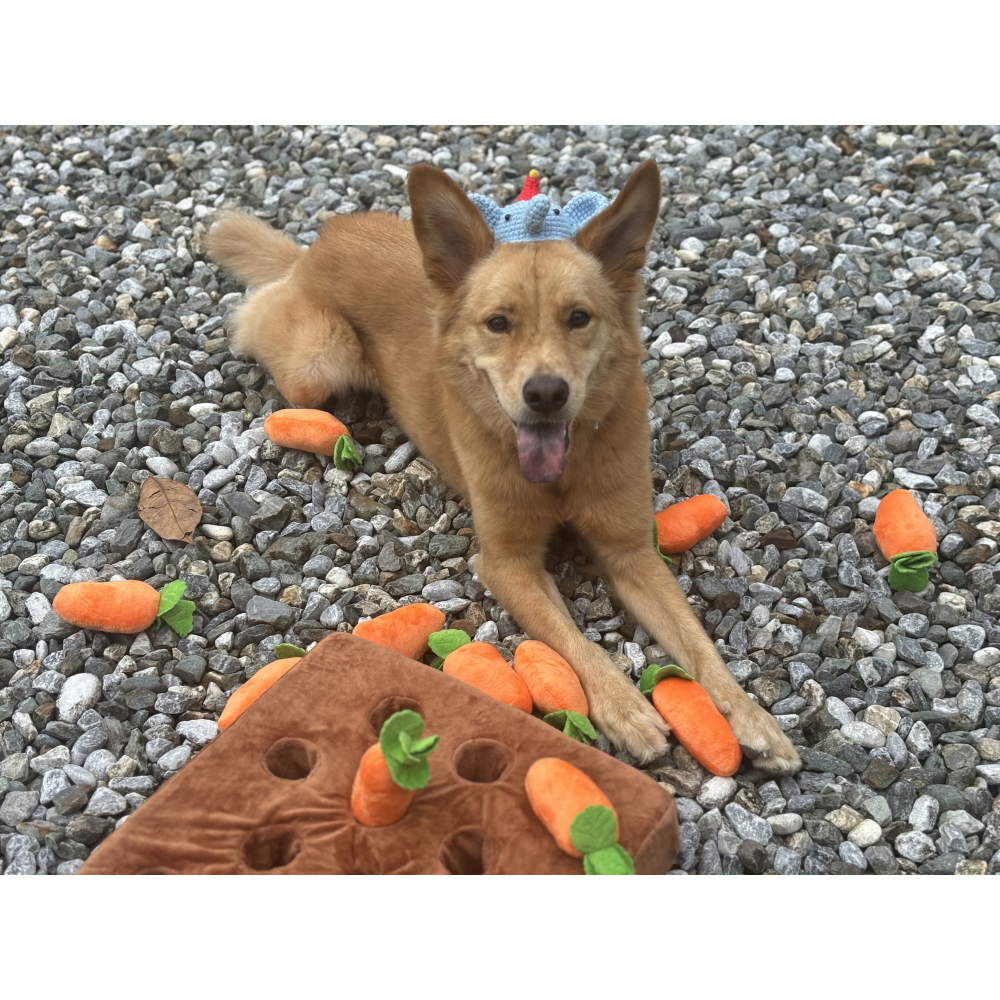 【汪喵森活】 蘿蔔 狗玩具 拔蘿蔔 蘿蔔田 拔蘿蔔 紅蘿蔔 蘿蔔玩具 寵物玩具 蘿蔔田地 採蘿蔔 嗅聞益智玩具 嗅覺玩具-細節圖2