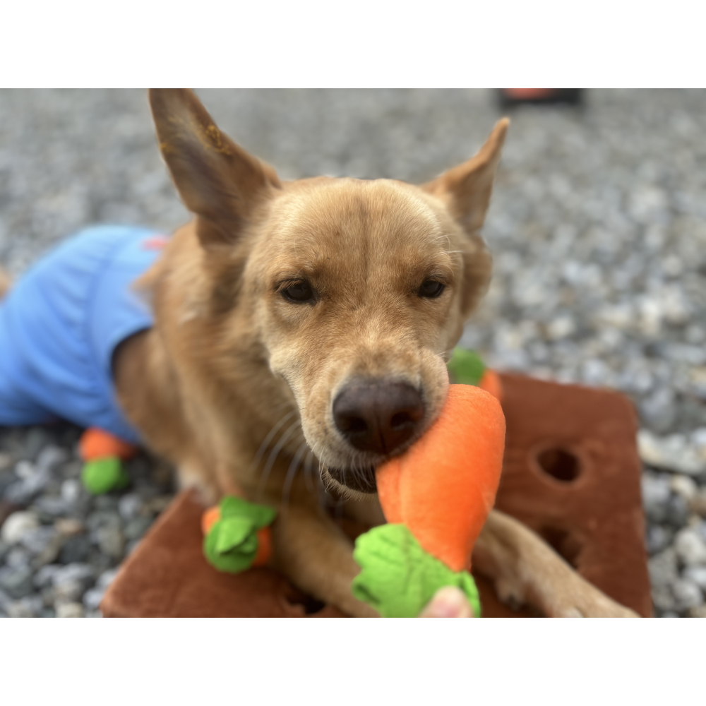 【汪喵森活】 蘿蔔 狗玩具 拔蘿蔔 蘿蔔田 拔蘿蔔 紅蘿蔔 蘿蔔玩具 寵物玩具 蘿蔔田地 採蘿蔔 嗅聞益智玩具 嗅覺玩具-細節圖3