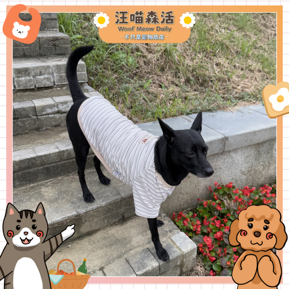 【汪喵森活】4色 小熊標籤 彈力條紋衣 德絨棉衣 狗衣服 黃金獵犬 拉不拉多 薩摩耶 法柴犬 柯基 米克斯 邊境 巨貴-細節圖3