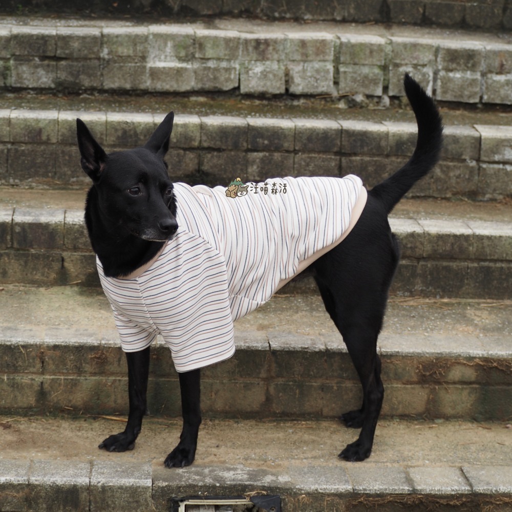 【汪喵森活】4色 小熊標籤 彈力條紋衣 德絨棉衣 狗衣服 黃金獵犬 拉不拉多 薩摩耶 法柴犬 柯基 米克斯 邊境 巨貴-細節圖4