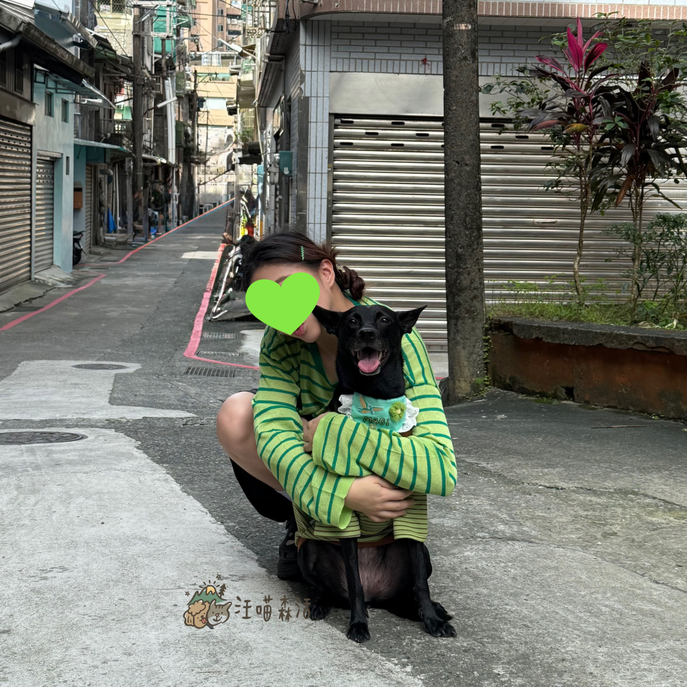 【汪喵森活】4色經典條紋衣 寵物親子裝 開岔下擺 母女裝 父子裝 寵物衣服 秋冬服飾 狗衣服 小型犬服飾 春秋款 貓咪-細節圖10