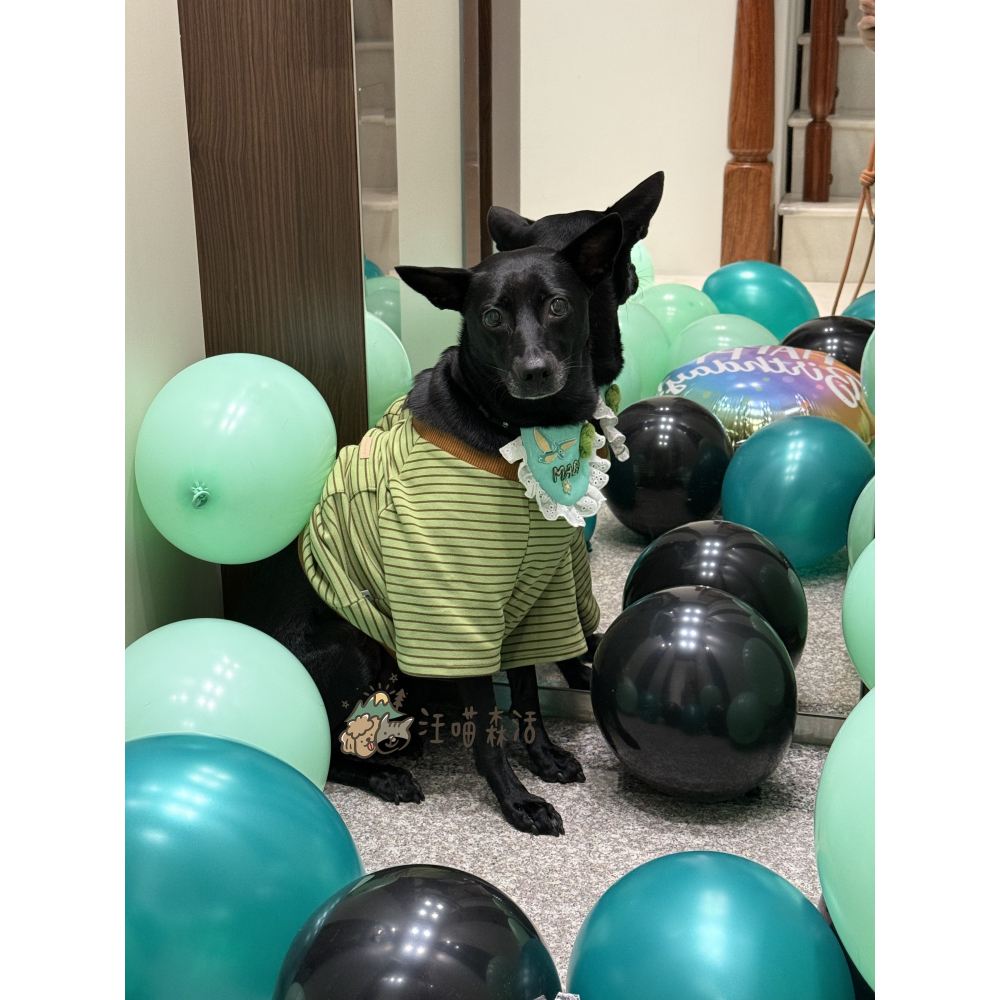 【汪喵森活】4色經典條紋衣 寵物親子裝 開岔下擺 母女裝 父子裝 寵物衣服 秋冬服飾 狗衣服 小型犬服飾 春秋款 貓咪-細節圖11