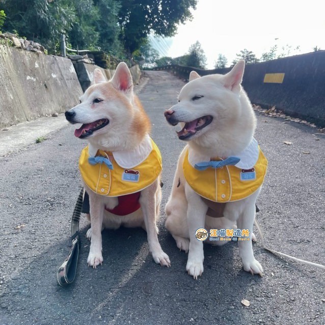 【汪喵森活】幼稚園 寵物口水巾 小學生 客製 訂製 寵物圍兜 狗狗三角巾 貓咪名牌 狗牌 狗狗貓咪口水巾 寵物客製商品-細節圖2
