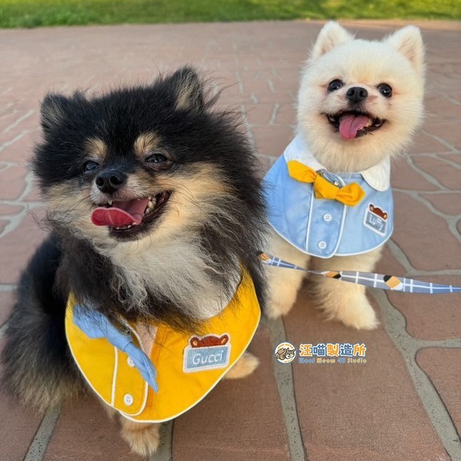 【汪喵森活】幼稚園 寵物口水巾 小學生 客製 訂製 寵物圍兜 狗狗三角巾 貓咪名牌 狗牌 狗狗貓咪口水巾 寵物客製商品-細節圖3