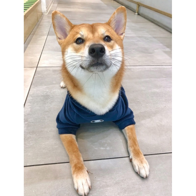 【汪喵森活】 絨球 2色帽Tee 寵物帽Tee 秋冬服飾 狗衣服 中型犬服飾 西高地 比熊 柯基 法鬥 柴犬 米克斯-細節圖6