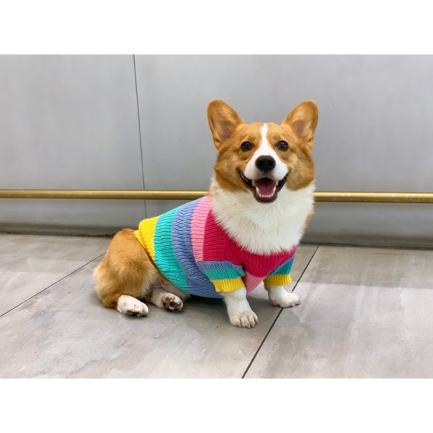 【汪喵森活】彩虹毛衣 大狗衣服 寵物毛衣 秋冬服飾 貴賓狗 中型犬服飾 雪納瑞 西高地 比熊 柯基 法鬥 柴犬 米克斯-細節圖3