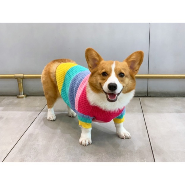 【汪喵森活】彩虹毛衣 大狗衣服 寵物毛衣 秋冬服飾 貴賓狗 中型犬服飾 雪納瑞 西高地 比熊 柯基 法鬥 柴犬 米克斯-細節圖4