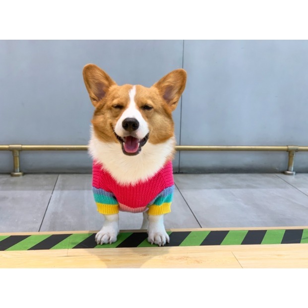 【汪喵森活】彩虹毛衣 大狗衣服 寵物毛衣 秋冬服飾 貴賓狗 中型犬服飾 雪納瑞 西高地 比熊 柯基 法鬥 柴犬 米克斯-細節圖6
