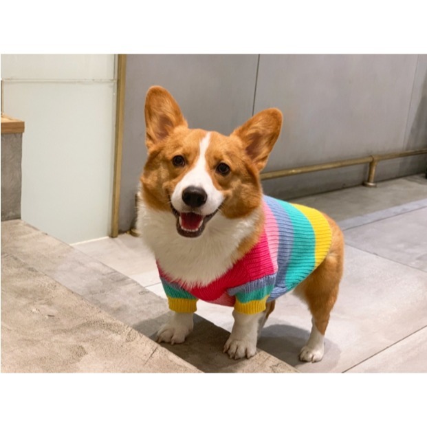 【汪喵森活】彩虹毛衣 大狗衣服 寵物毛衣 秋冬服飾 貴賓狗 中型犬服飾 雪納瑞 西高地 比熊 柯基 法鬥 柴犬 米克斯-細節圖7