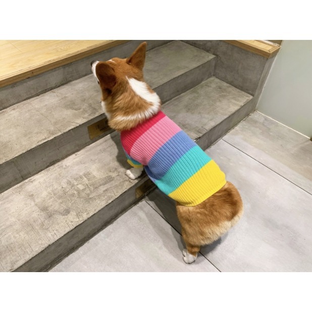 【汪喵森活】彩虹毛衣 大狗衣服 寵物毛衣 秋冬服飾 貴賓狗 中型犬服飾 雪納瑞 西高地 比熊 柯基 法鬥 柴犬 米克斯-細節圖8