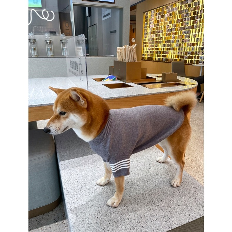 【汪喵森活】乖學生毛衣 2色 包芯紗 寵物服飾 秋冬服飾 狗衣服 中型犬服飾 雪納瑞 西高地 柯基 法鬥 柴犬 米克斯-細節圖6