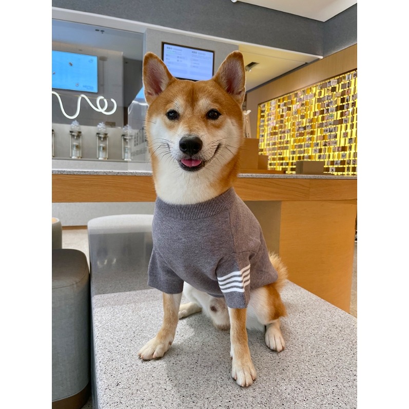 【汪喵森活】乖學生毛衣 2色 包芯紗 寵物服飾 秋冬服飾 狗衣服 中型犬服飾 雪納瑞 西高地 柯基 法鬥 柴犬 米克斯-細節圖3