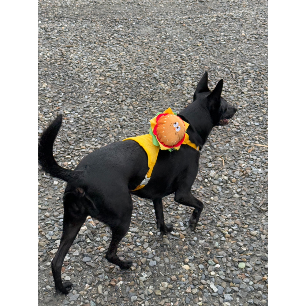 【汪喵森活】 可愛漢堡包 14kg內 寵物胸背帶 防掙脫 送牽繩 背心胸背帶 防暴衝 寵物背帶 貓胸背帶 狗胸背帶 外出-細節圖3