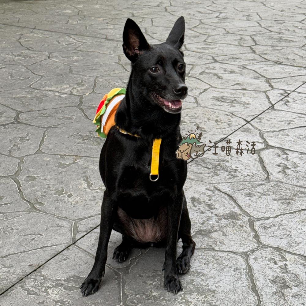 【汪喵森活】 可愛漢堡包 14kg內 寵物胸背帶 防掙脫 送牽繩 背心胸背帶 防暴衝 寵物背帶 貓胸背帶 狗胸背帶 外出-細節圖4