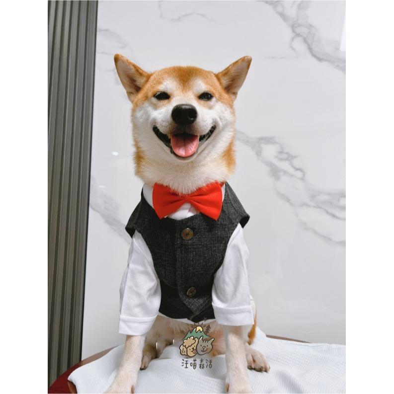 【台灣賣家】 寵物西裝 狗西裝 狗禮服 寵物衣服 寵物禮服 柯基 柴犬 婚禮 寵物襯衫 寵物生日 婚紗照 紅色黑色蝴蝶結-細節圖7
