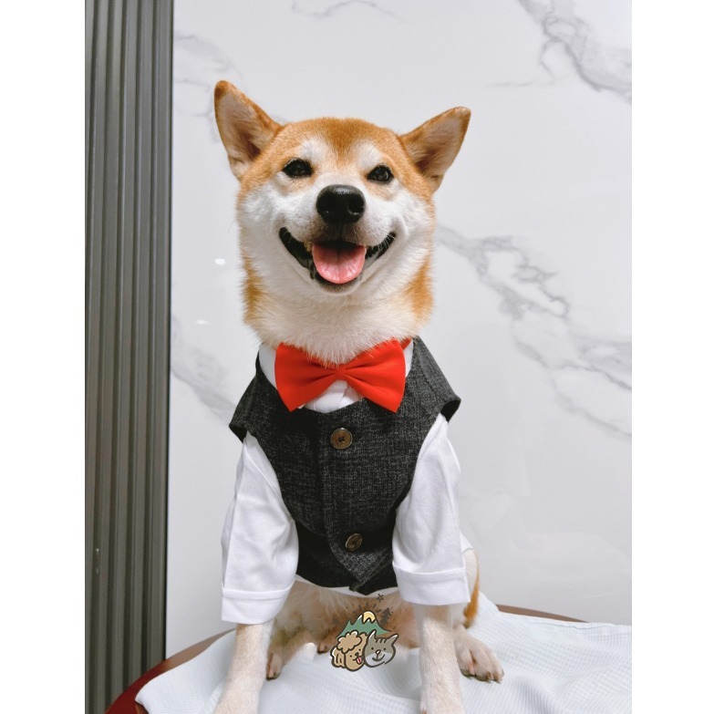 【台灣賣家】 寵物西裝 狗西裝 狗禮服 寵物衣服 寵物禮服 柯基 柴犬 婚禮 寵物襯衫 寵物生日 婚紗照 紅色黑色蝴蝶結-細節圖11