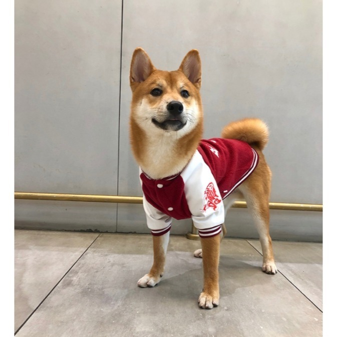 【汪喵森活✨】潮流 棒球外套 寵物外套 秋冬服飾 狗衣服 中型犬 小型犬服飾 雪納瑞 米克斯 比熊 柯基 法鬥 柴犬-細節圖8