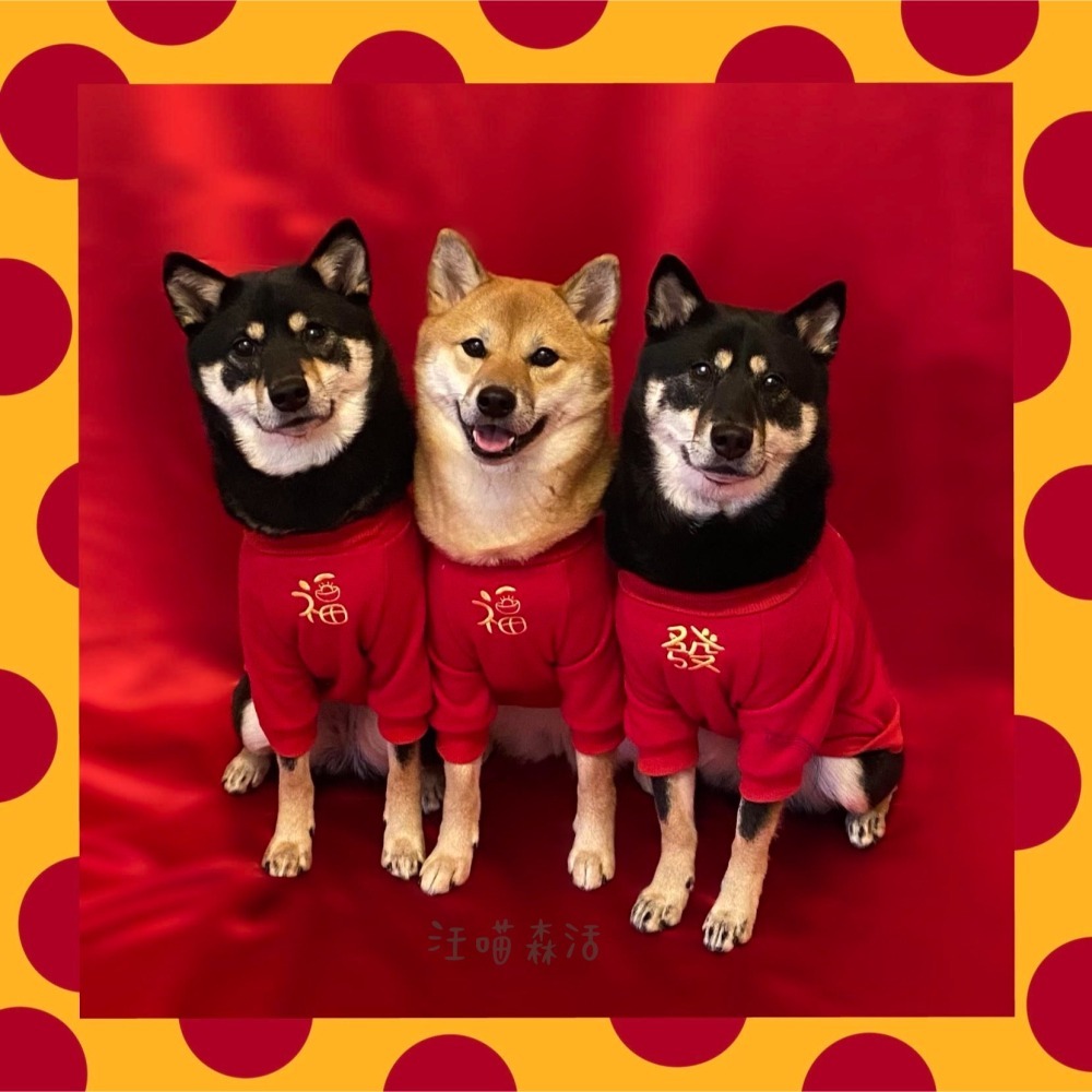 【汪喵森活：獨家款⭐】 新年 春節 紅包放這 恭喜發財 新春 過年 貓狗過年 寵物服飾 狗衣服 柯基 柴犬 米克斯-細節圖3