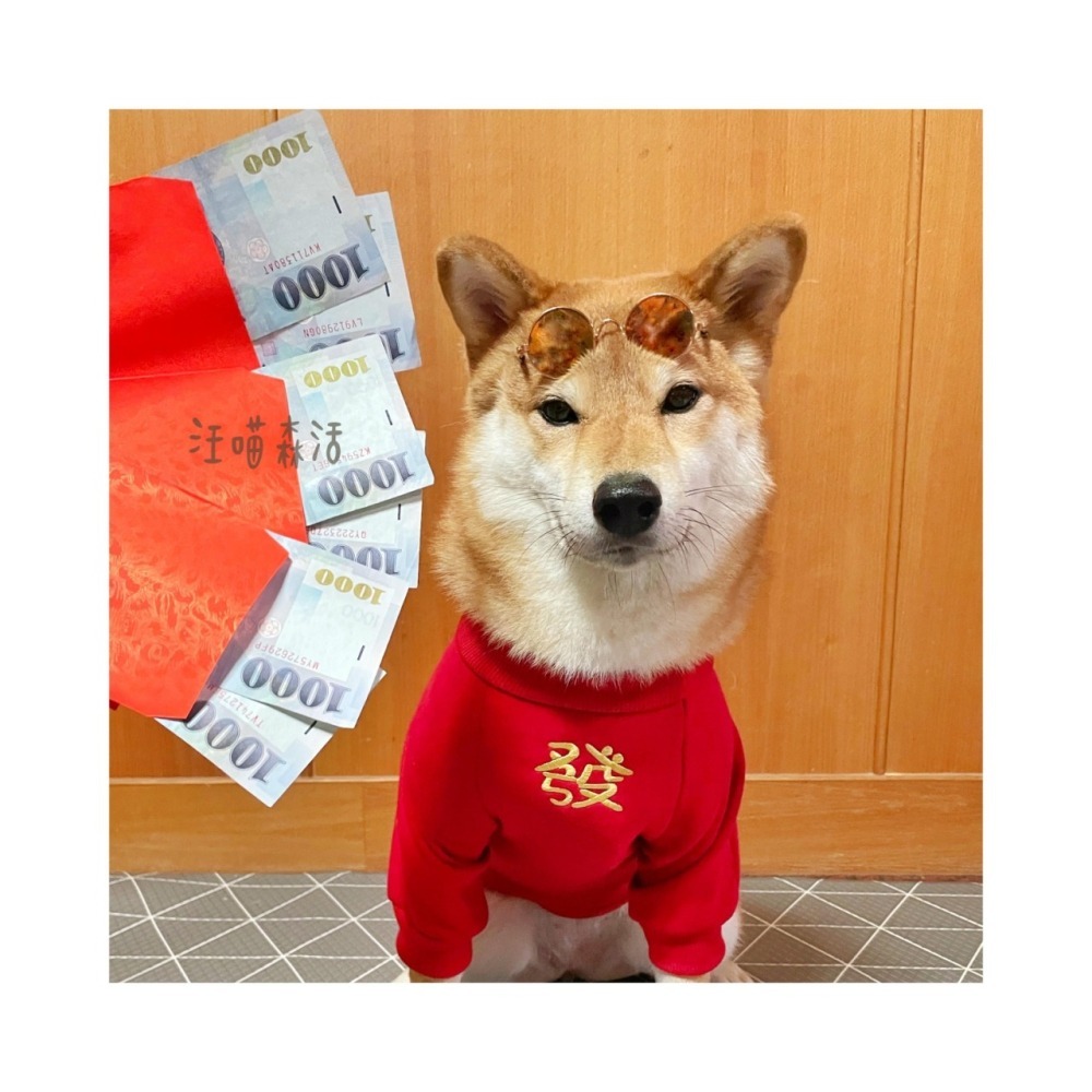 【汪喵森活：獨家款⭐】 新年 春節 紅包放這 恭喜發財 新春 過年 貓狗過年 寵物服飾 狗衣服 柯基 柴犬 米克斯-細節圖4