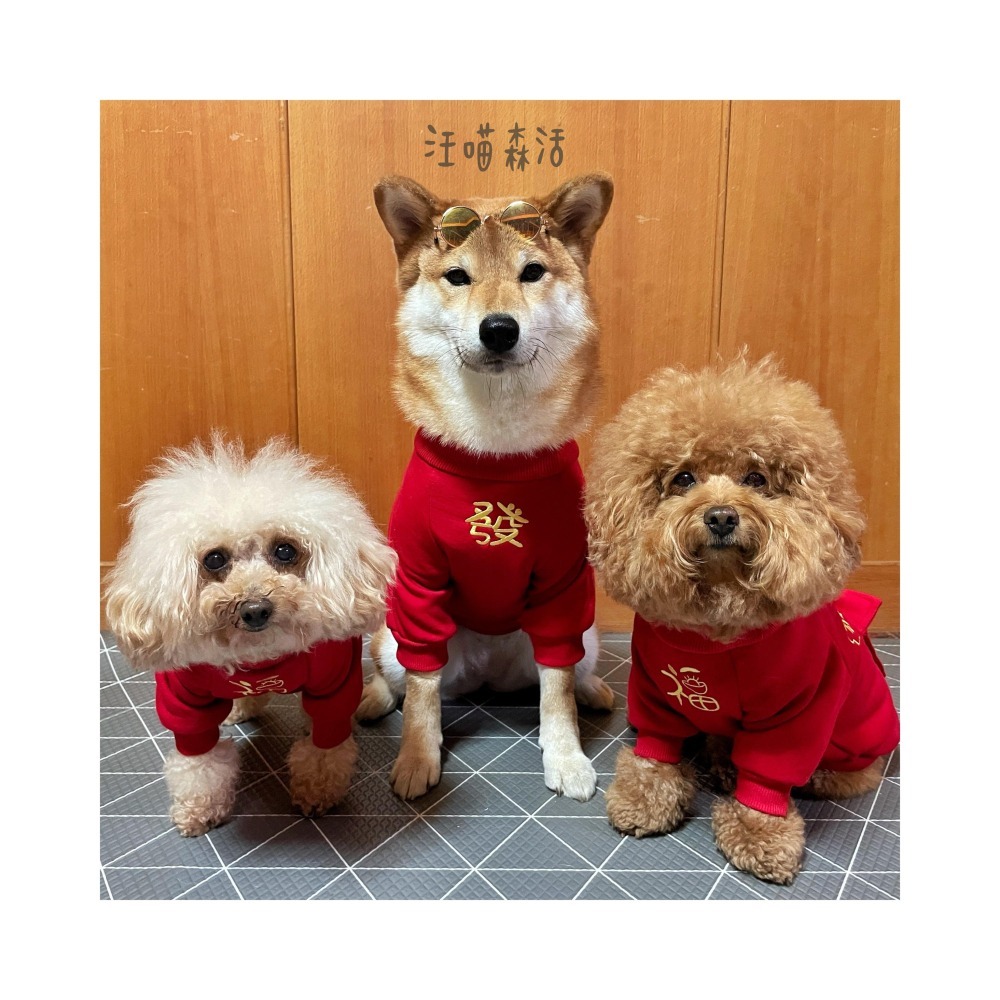 【汪喵森活：獨家款⭐】 新年 春節 紅包放這 恭喜發財 新春 過年 貓狗過年 寵物服飾 狗衣服 柯基 柴犬 米克斯-細節圖5