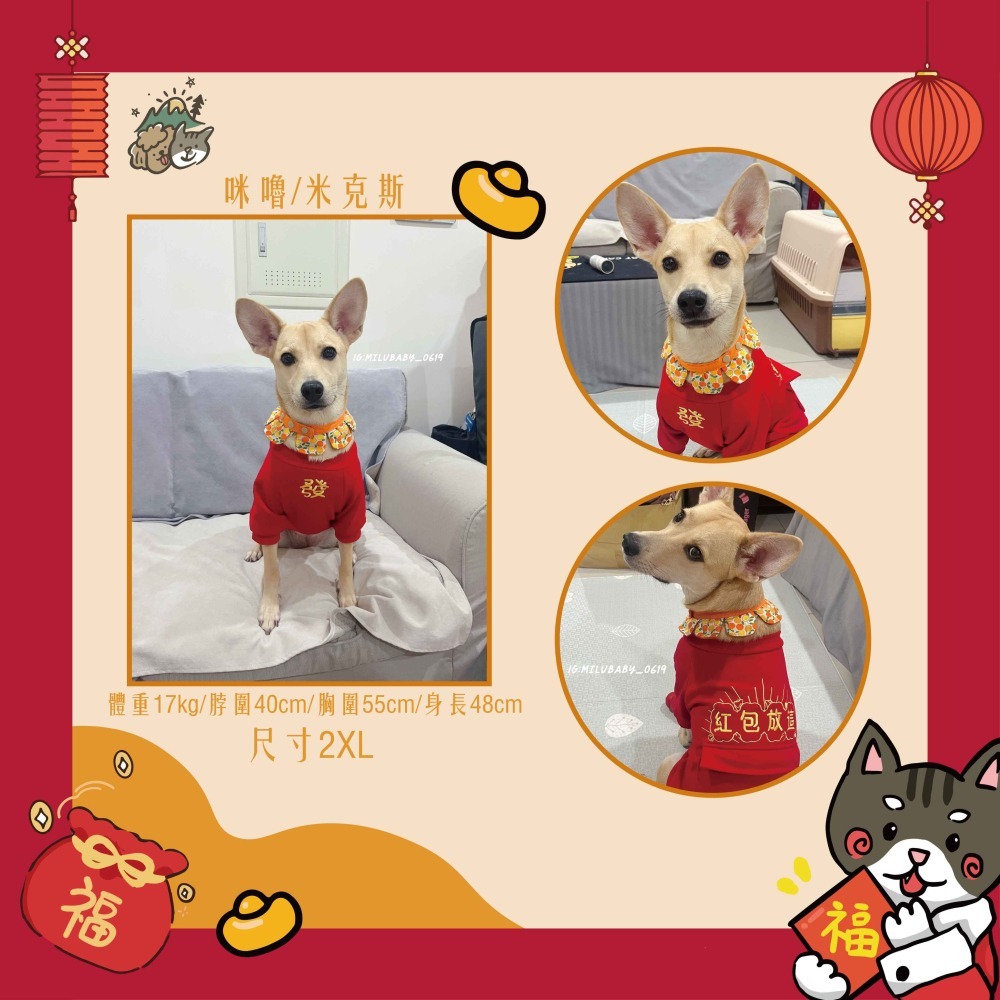 【汪喵森活：獨家款⭐】 新年 春節 紅包放這 恭喜發財 新春 過年 貓狗過年 寵物服飾 狗衣服 柯基 柴犬 米克斯-細節圖7