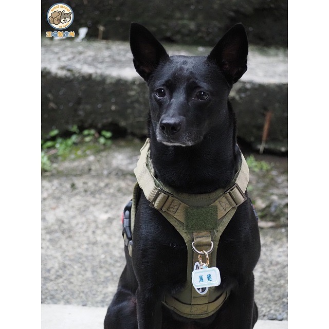 【汪喵森活】1+1不織布名牌 狗狗名牌 狗狗刺繡名牌 狗牌訂製防丟名牌 名牌吊飾 寵物吊牌 刺繡狗牌 寵物名牌 客製狗牌-細節圖9