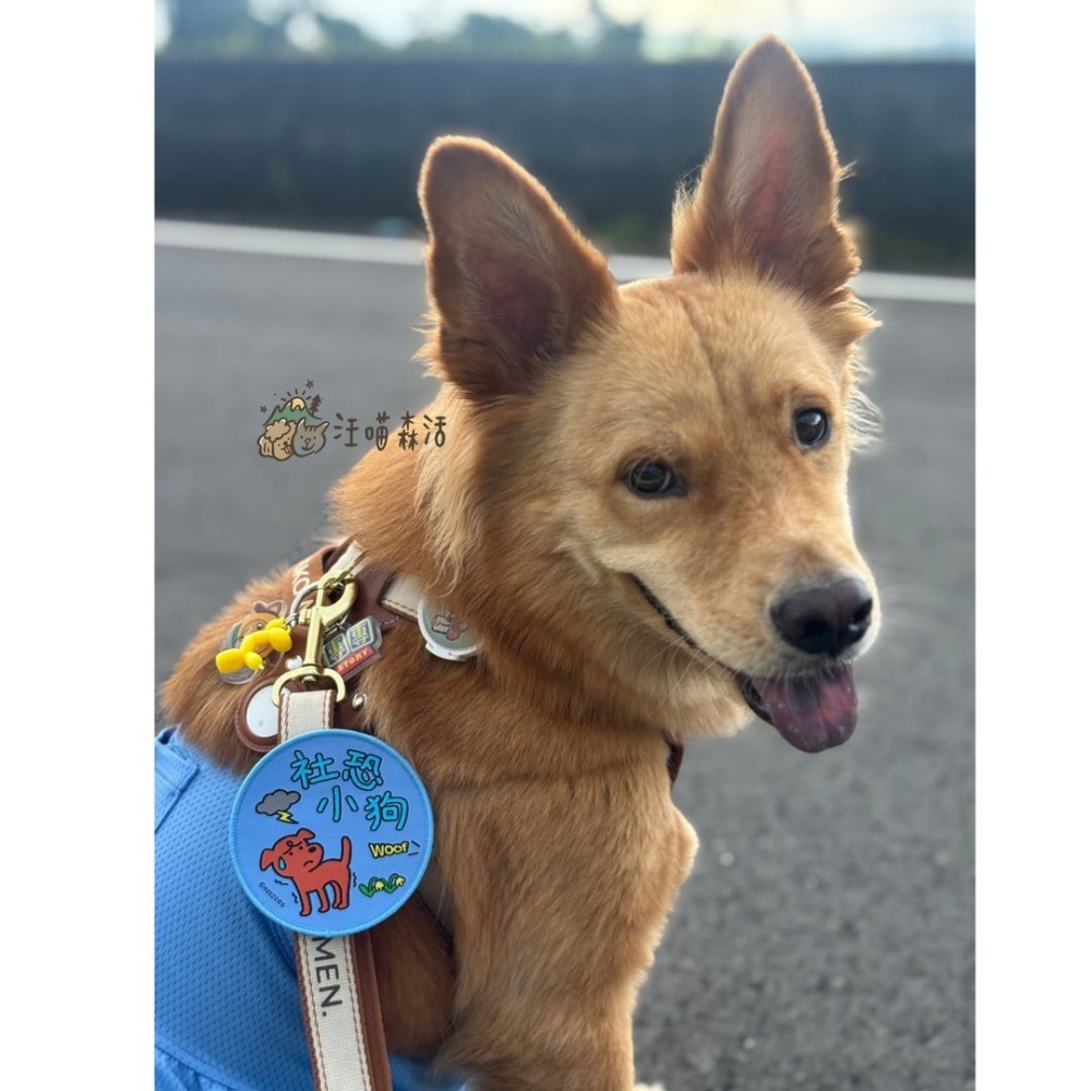 【汪喵森活】 寵物社交貼 雙面 魔鬼氈 寵物標語貼 寵物字貼 可愛圖案 社交標籤貼 寵物牽繩裝飾 寵物牽繩 遛貓 遛狗-細節圖2