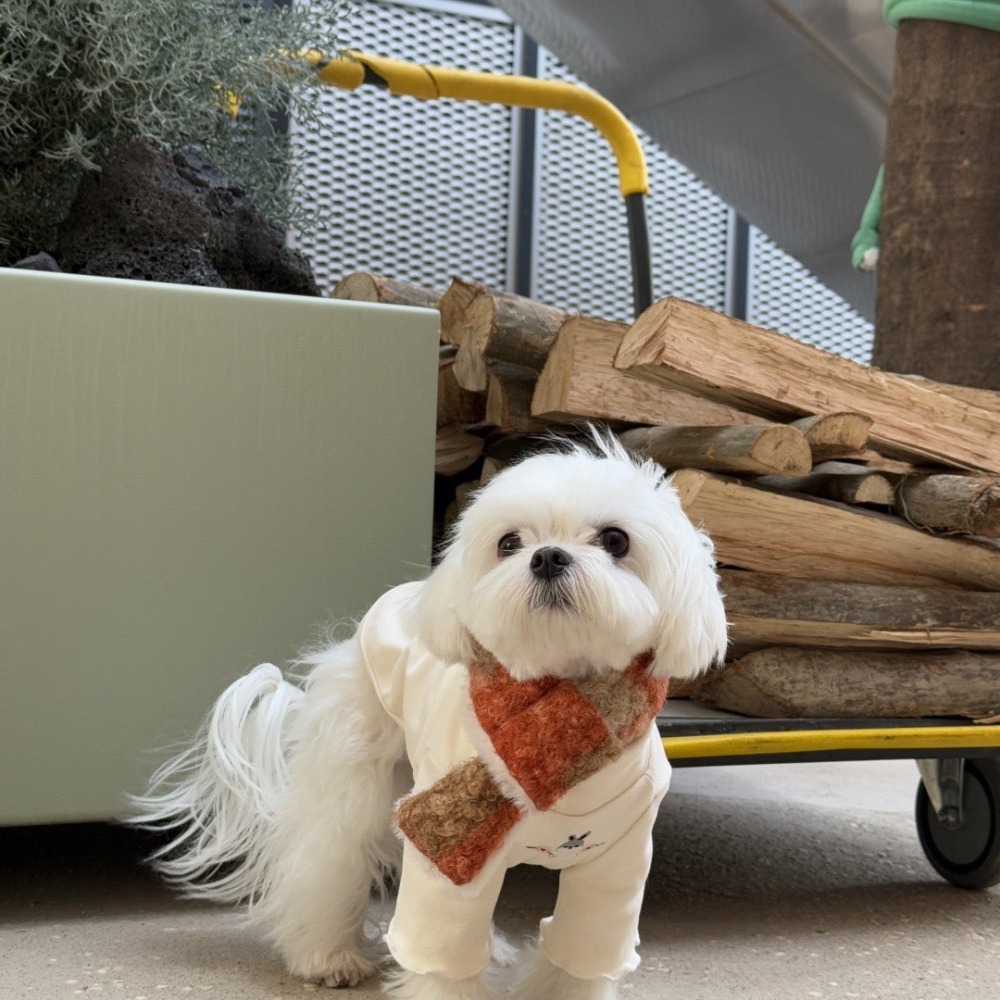 【汪喵森活】 寵物圍巾 4色 親子裝 親子圍巾 圈圈絨 10kg內 小型犬 保暖圍巾 狗圍巾 狗圍脖 貓圍巾 寵物配件-細節圖3