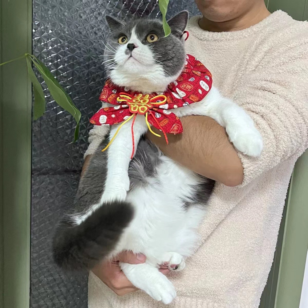 【汪喵森活】 春節 4款30kg內 紅色領巾 寵物圍巾結婚 婚禮 過年圍巾 狗圍巾 狗圍脖 貓圍巾 寵物配件 新春 新年-細節圖2