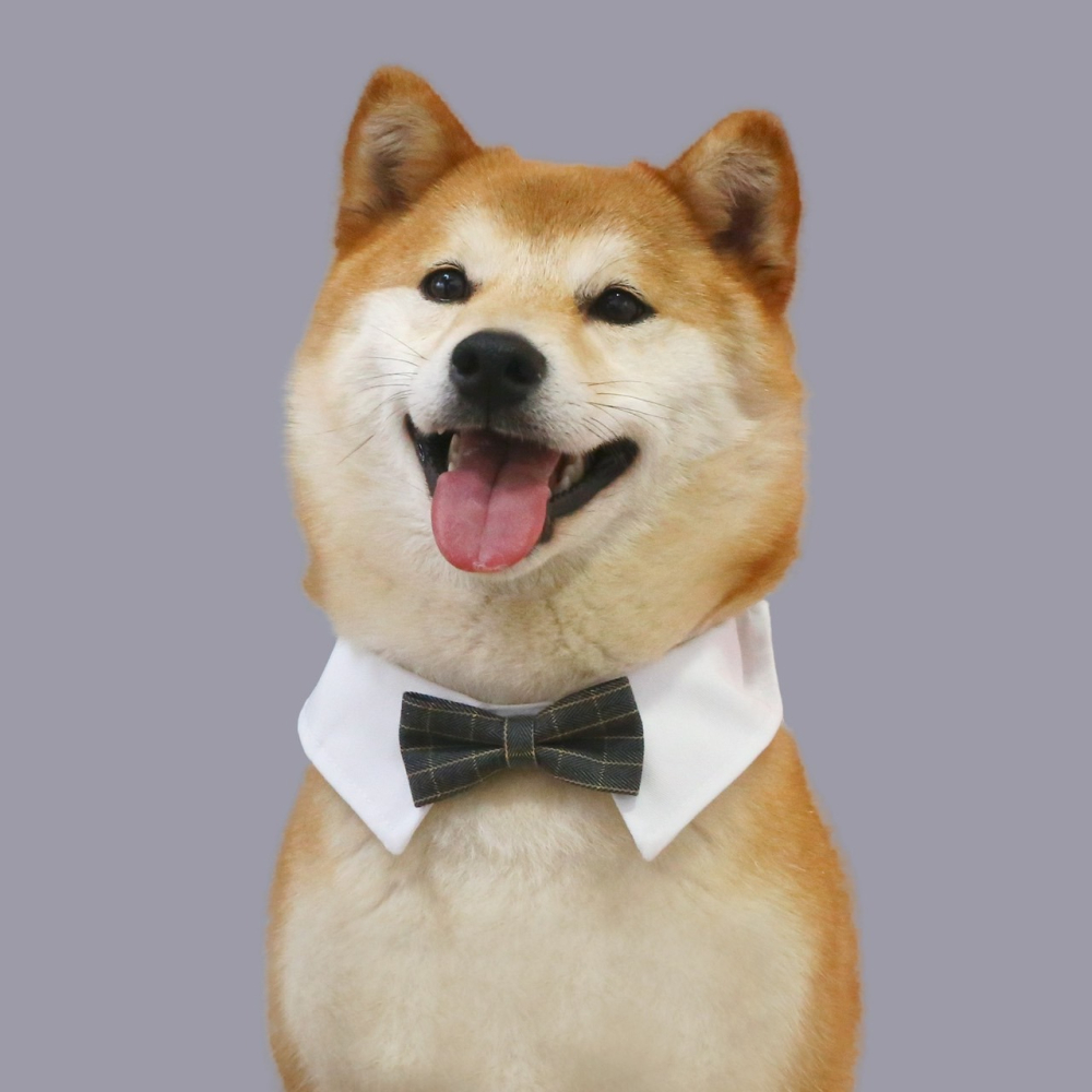 【汪喵森活】 寵物婚禮配件 寵物婚禮 假領子 蝴蝶結 寵物結婚 柯基 柴犬 貴賓 雪納瑞 哈士奇 婚禮 結婚 領結 婚宴-細節圖5