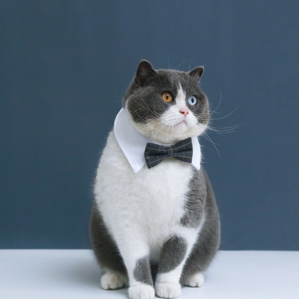 【汪喵森活】 寵物婚禮配件 寵物婚禮 假領子 蝴蝶結 寵物結婚 柯基 柴犬 貴賓 雪納瑞 哈士奇 婚禮 結婚 領結 婚宴-細節圖6