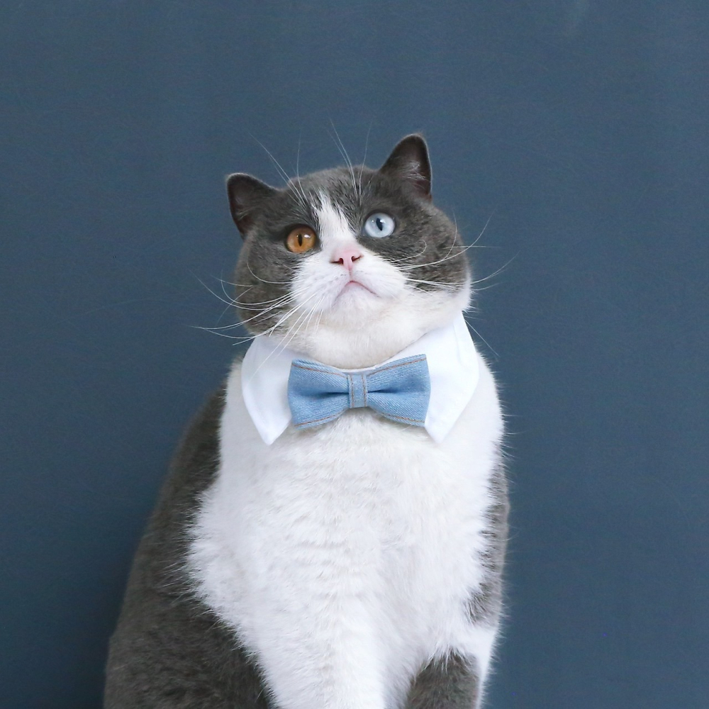 【汪喵森活】 寵物婚禮配件 寵物婚禮 假領子 蝴蝶結 寵物結婚 柯基 柴犬 貴賓 雪納瑞 哈士奇 婚禮 結婚 領結 婚宴-細節圖7