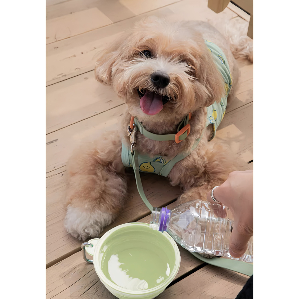 【汪喵森活】 13/15cm 馬卡龍 折疊碗 寵物外出碗 矽膠折疊碗 附扣環 摺疊碗 狗外出碗 狗碗 外出矽膠碗 外出碗-細節圖5
