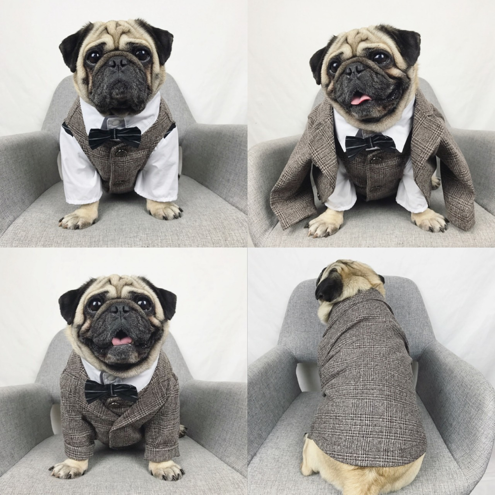 【汪喵森活】 寵物西裝 狗西裝 狗禮服 寵物衣服 寵物禮服 柯基 柴犬 婚禮 寵物襯衫 寵物生日 婚紗照 紅色黑色蝴蝶結-細節圖7