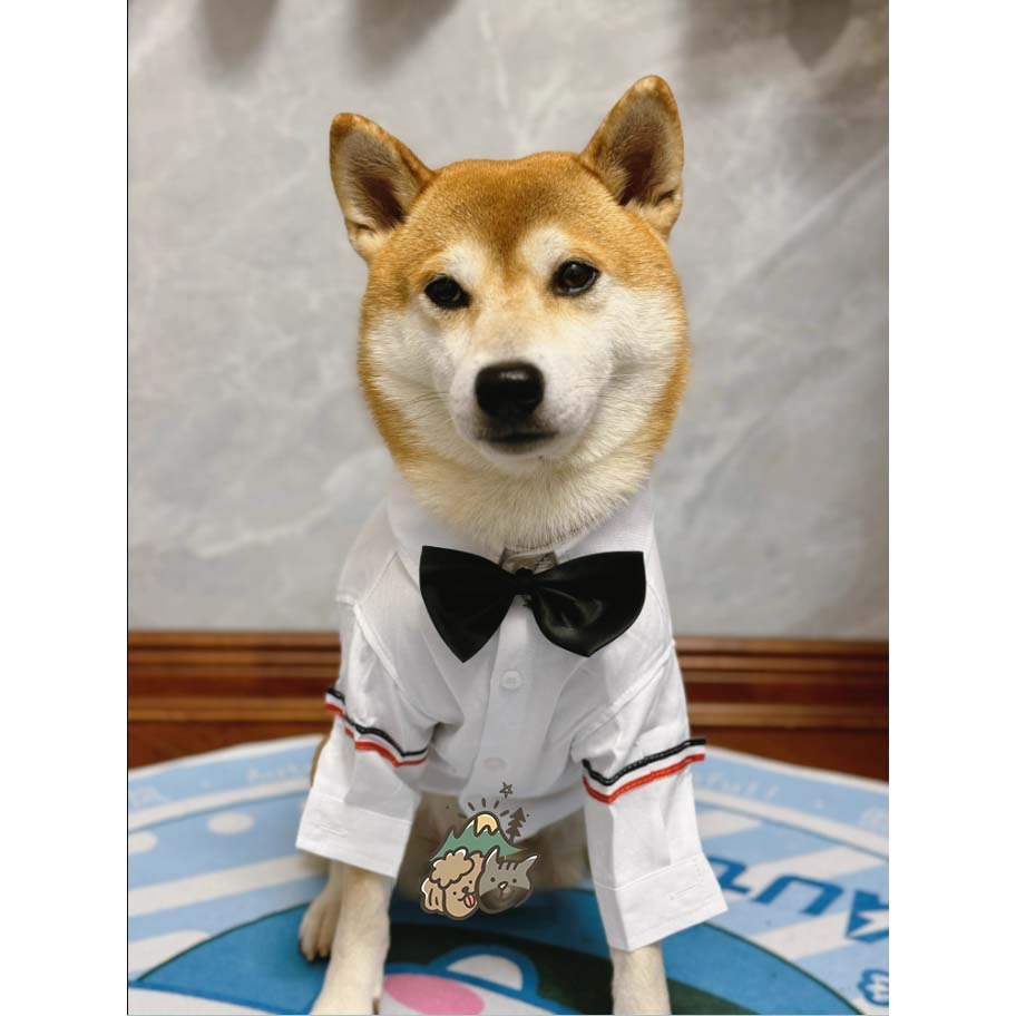 【汪喵森活】 2色 寵物襯衫 狗襯衫 日系襯衫 狗禮服 寵物衣服 寵物禮服 柯基 柴犬 婚禮 派對 狗西裝 寵物西裝-細節圖6