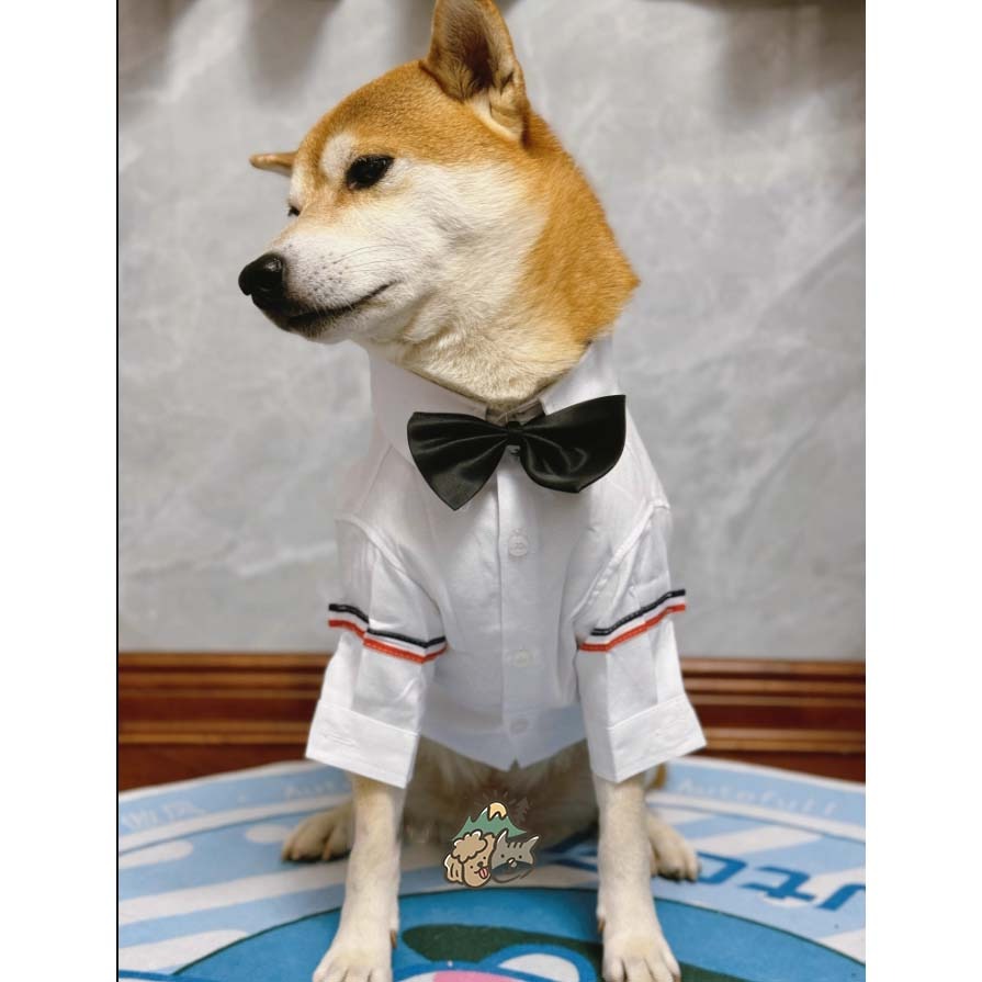 【汪喵森活】 2色 寵物襯衫 狗襯衫 日系襯衫 狗禮服 寵物衣服 寵物禮服 柯基 柴犬 婚禮 派對 狗西裝 寵物西裝-細節圖7