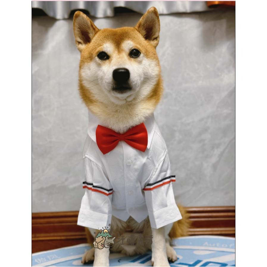 【汪喵森活】 2色 寵物襯衫 狗襯衫 日系襯衫 狗禮服 寵物衣服 寵物禮服 柯基 柴犬 婚禮 派對 狗西裝 寵物西裝-細節圖8