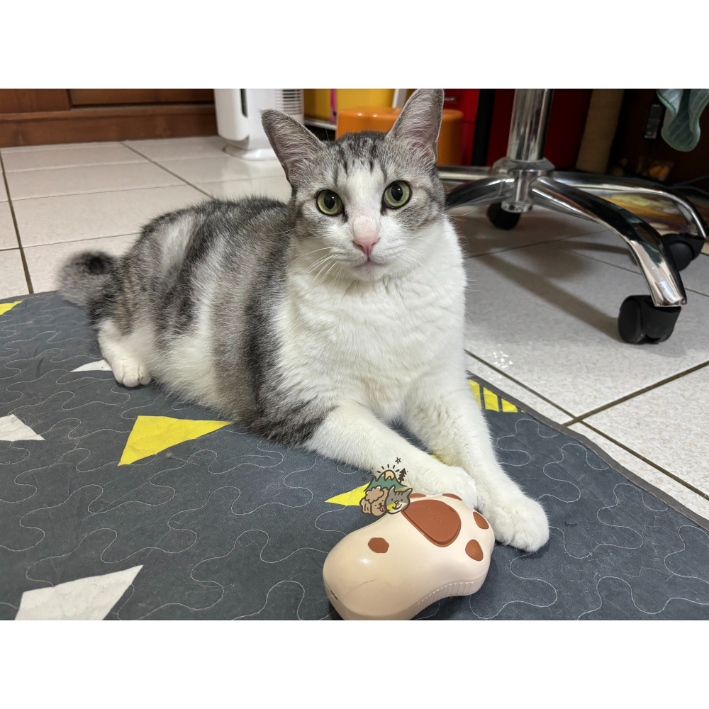 【汪喵森活】 加水除毛梳 按摩刷 貓咪梳子 洗澡刷 貓咪洗澡神器 寵物洗澡刷 寵物除毛梳 按摩梳 寵物梳子 梳毛 狗梳子-細節圖2