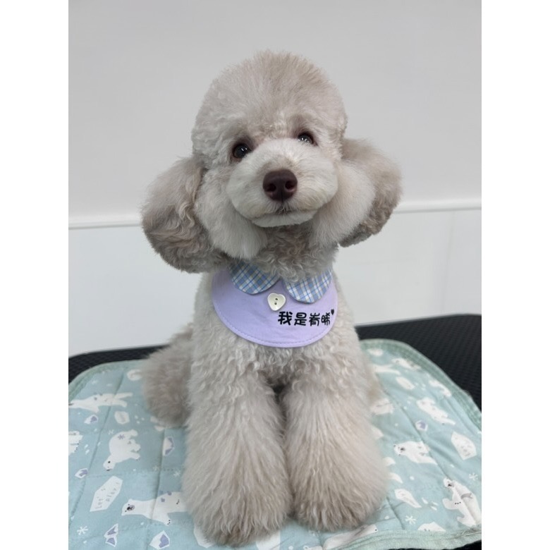 【汪喵森活】 圓領圍兜 10款 圍兜 客製化 寵物口水巾 領巾 寵物領巾 客製領巾 客製化領巾 客製口水巾 狗狗口水巾-細節圖8