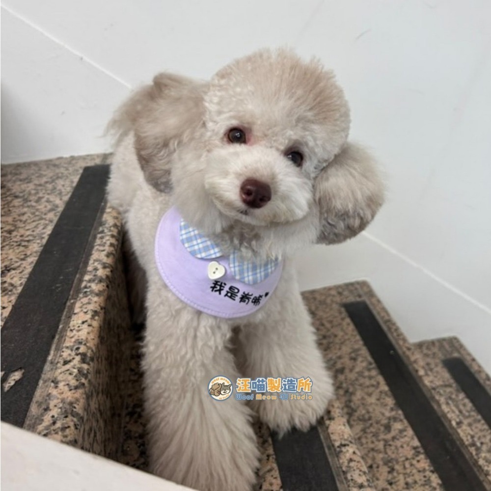 【汪喵森活】 圓領圍兜 10款 圍兜 客製化 寵物口水巾 領巾 寵物領巾 客製領巾 客製化領巾 客製口水巾 狗狗口水巾-細節圖9