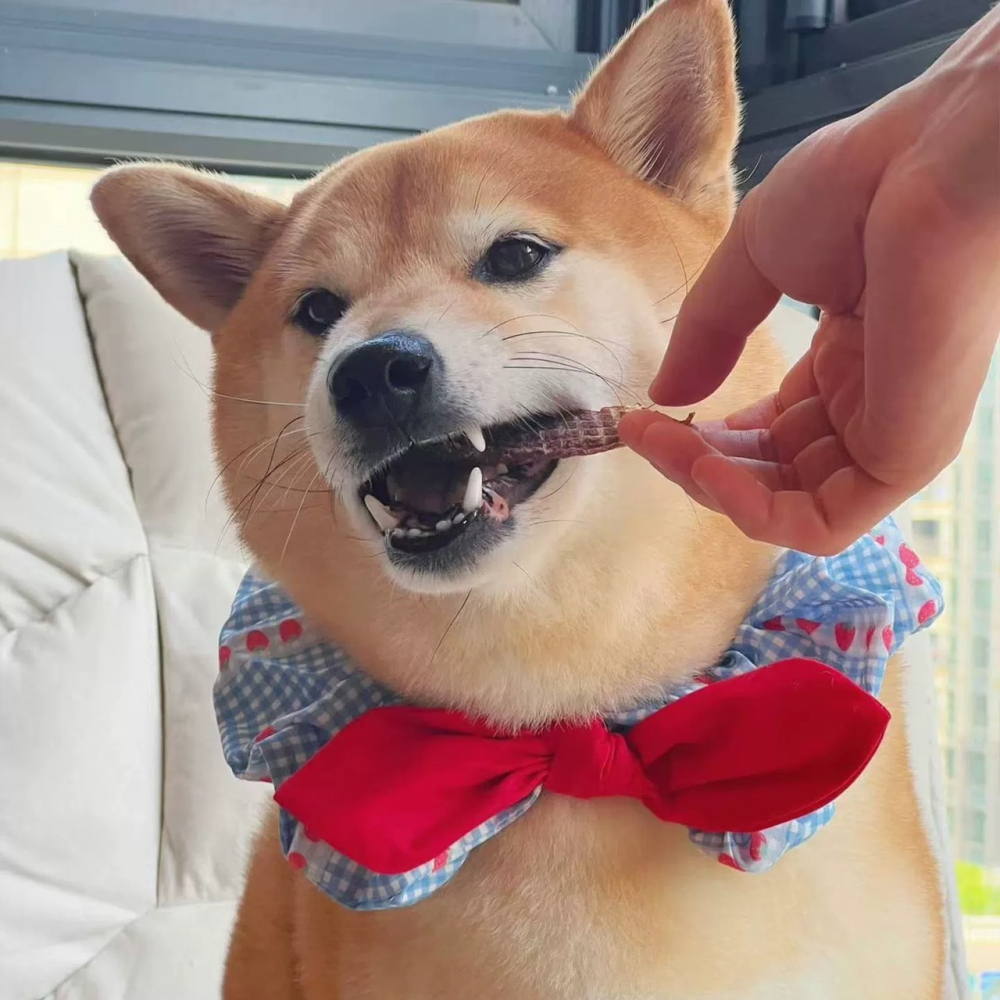 【汪喵森活】 蝴蝶結 飄帶圈圈 領巾 彈力花邊 寵物領巾 寵物圍兜 柯基 法鬥 米克斯 柴犬 比熊 臘腸 貓狗領巾 婚禮-細節圖3