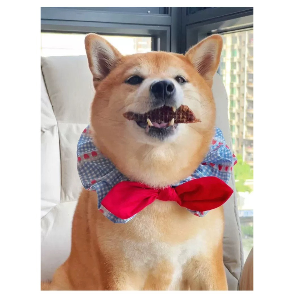 【汪喵森活】 蝴蝶結 飄帶圈圈 領巾 彈力花邊 寵物領巾 寵物圍兜 柯基 法鬥 米克斯 柴犬 比熊 臘腸 貓狗領巾 婚禮-細節圖4