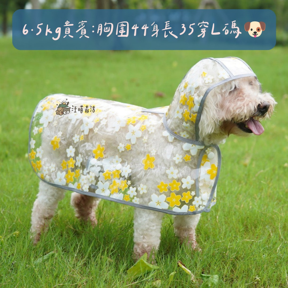 【汪喵森活】 櫻花 透明披風雨衣 40kg內 披風雨衣 斗篷雨衣 簡易雨衣 狗雨衣 寵物雨衣 柴犬 柯基 米克斯 小型犬-細節圖3