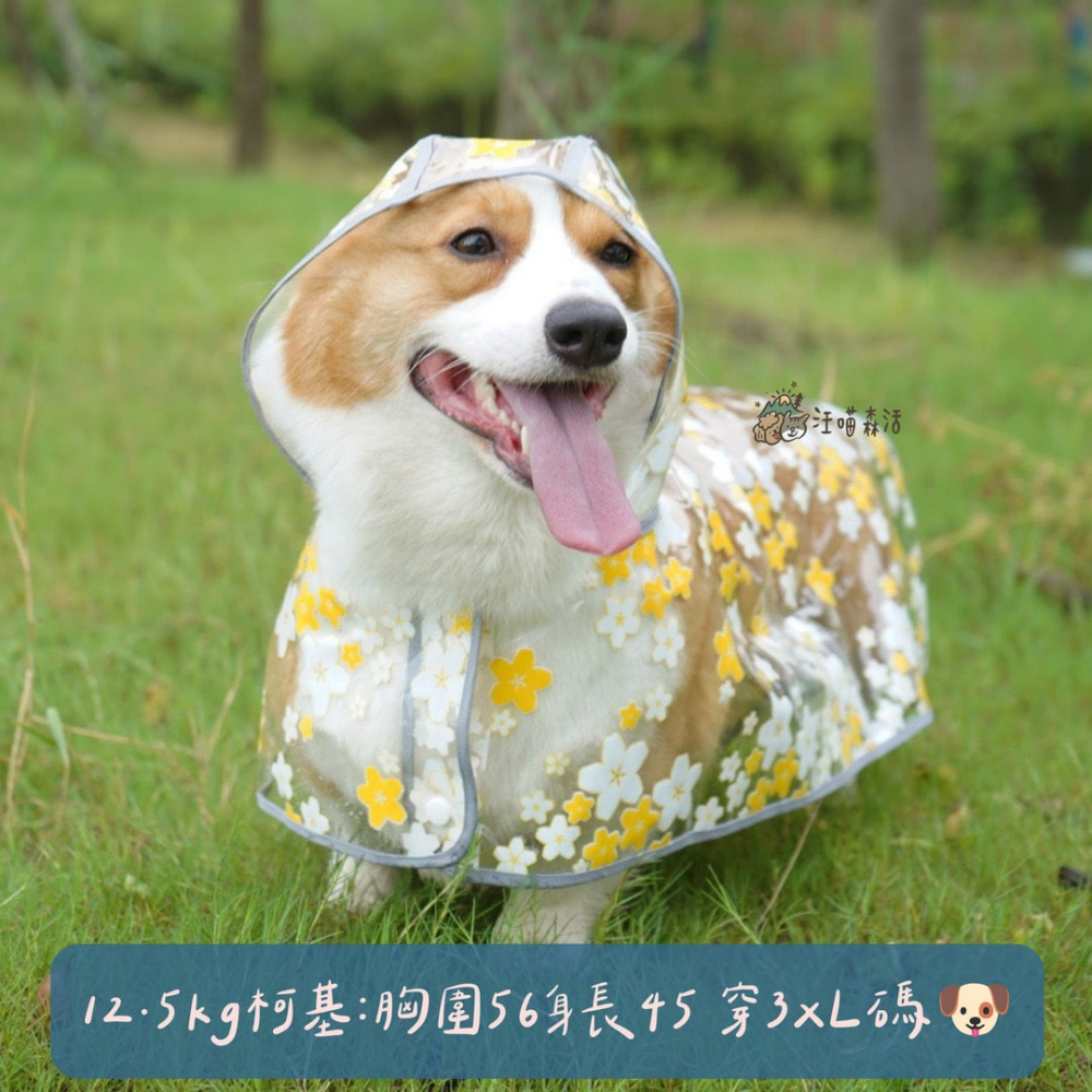 【汪喵森活】 櫻花 透明披風雨衣 40kg內 披風雨衣 斗篷雨衣 簡易雨衣 狗雨衣 寵物雨衣 柴犬 柯基 米克斯 小型犬-細節圖4