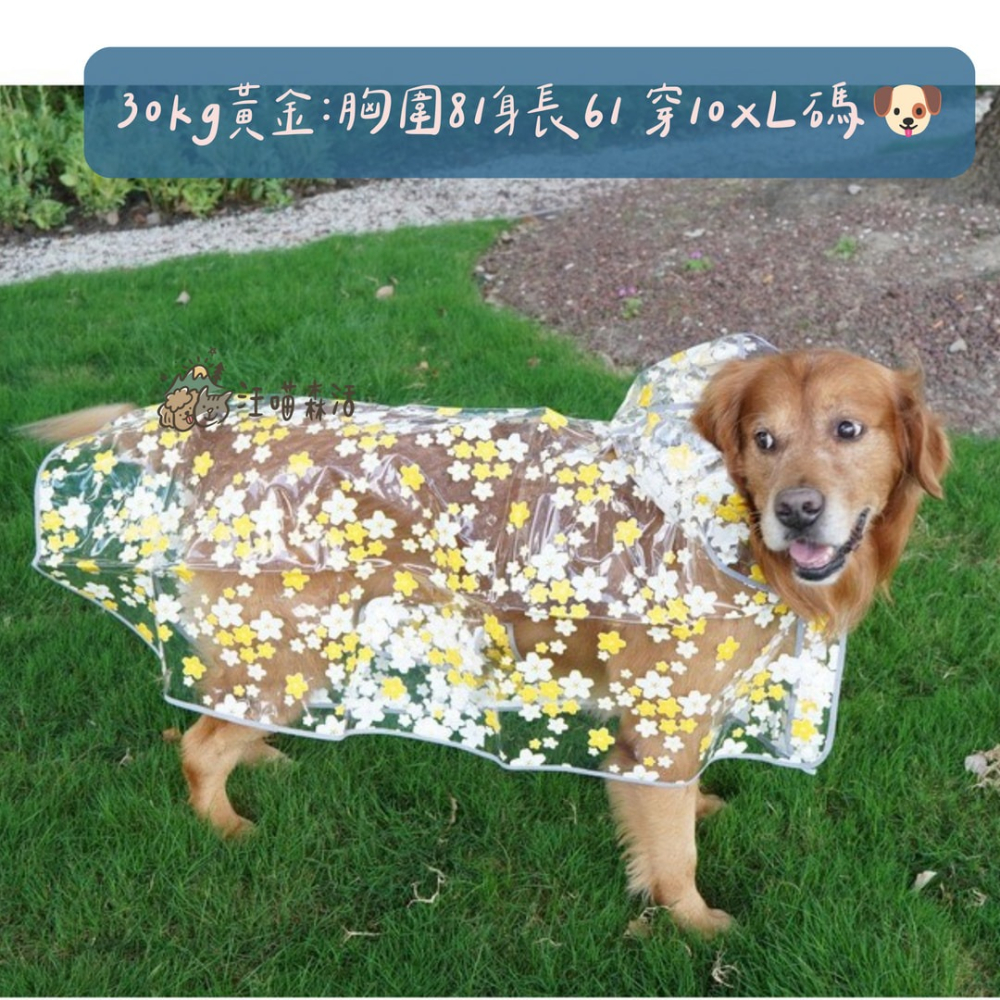 【汪喵森活】 櫻花 透明披風雨衣 40kg內 披風雨衣 斗篷雨衣 簡易雨衣 狗雨衣 寵物雨衣 柴犬 柯基 米克斯 小型犬-細節圖5