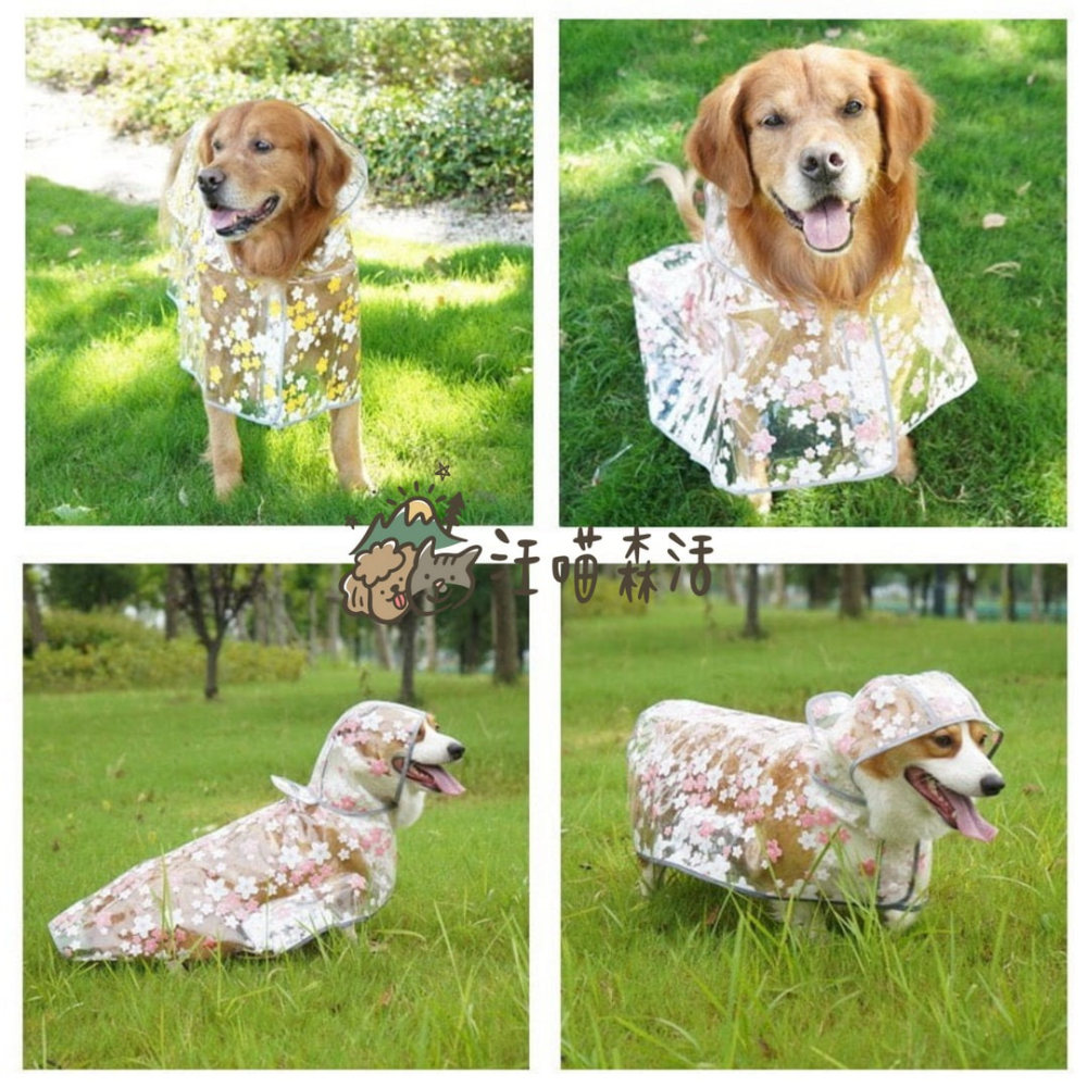 【汪喵森活】 櫻花 透明披風雨衣 40kg內 披風雨衣 斗篷雨衣 簡易雨衣 狗雨衣 寵物雨衣 柴犬 柯基 米克斯 小型犬-細節圖9